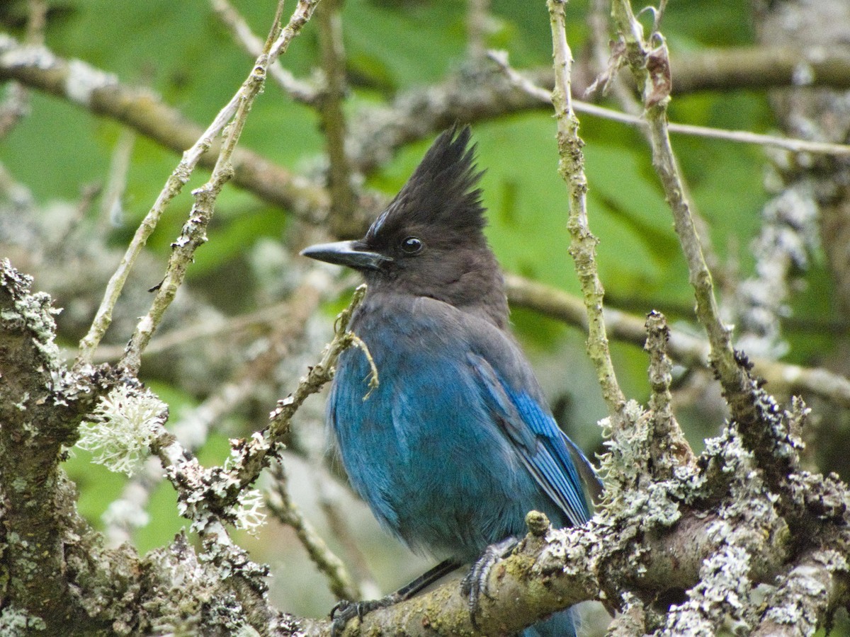 Steller's Jay - ML636188266