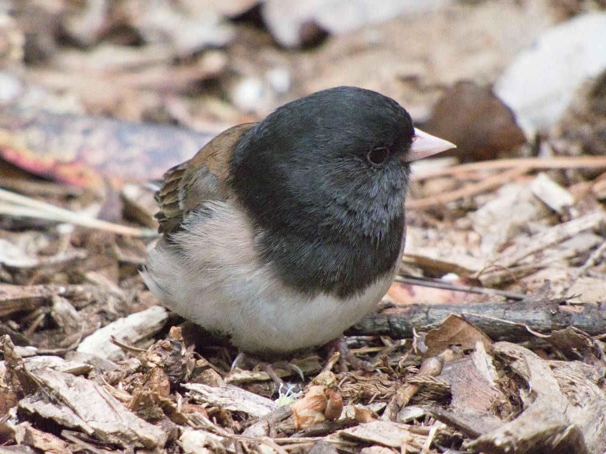 Dark-eyed Junco - ML636188282