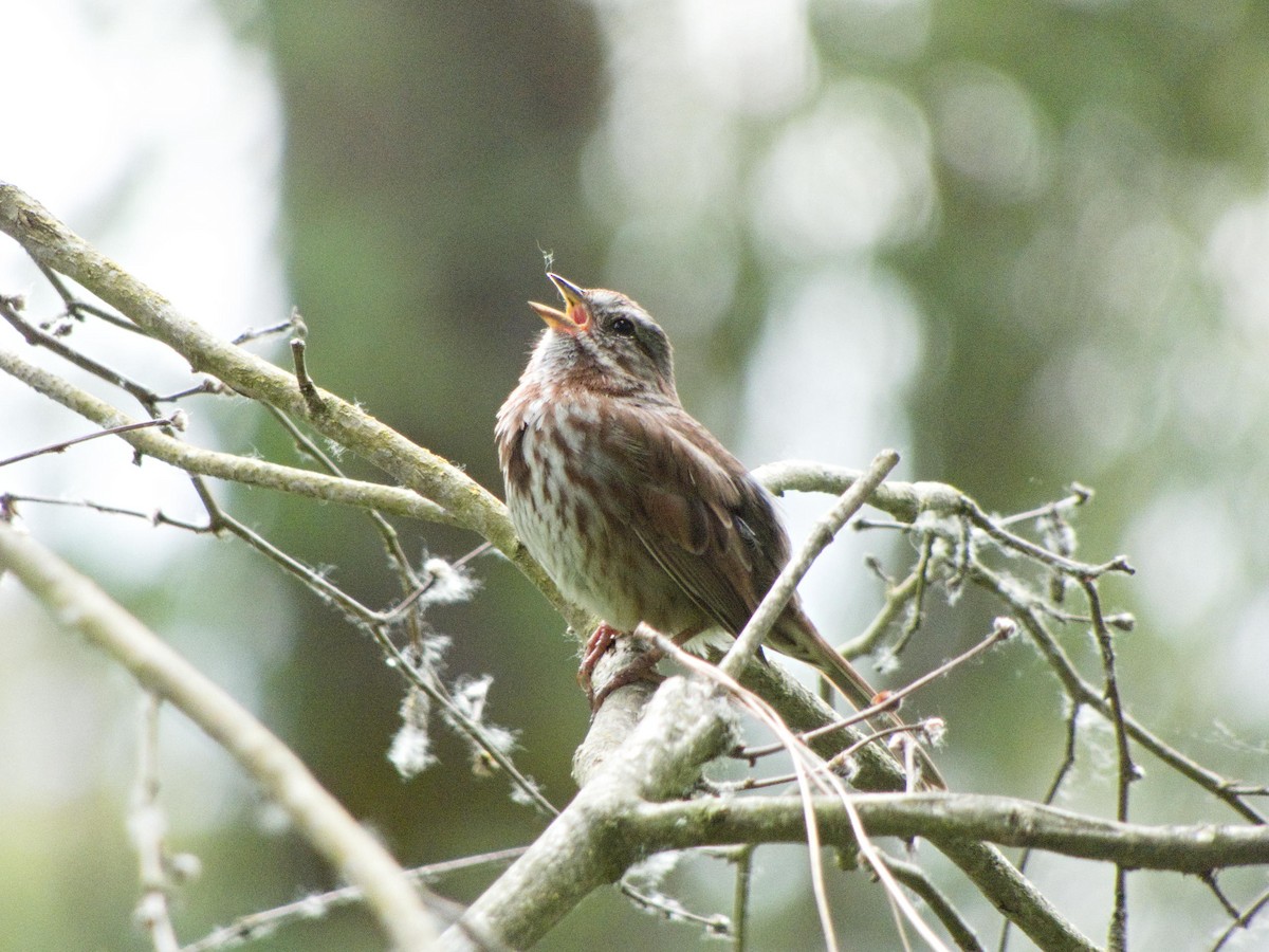 Song Sparrow - ML636188286