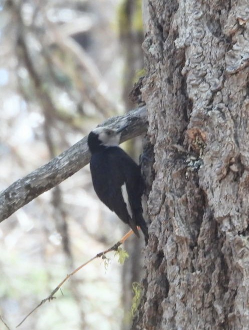 White-headed Woodpecker - ML636188289