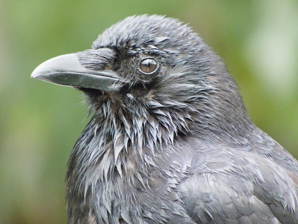American Crow - ML636188290