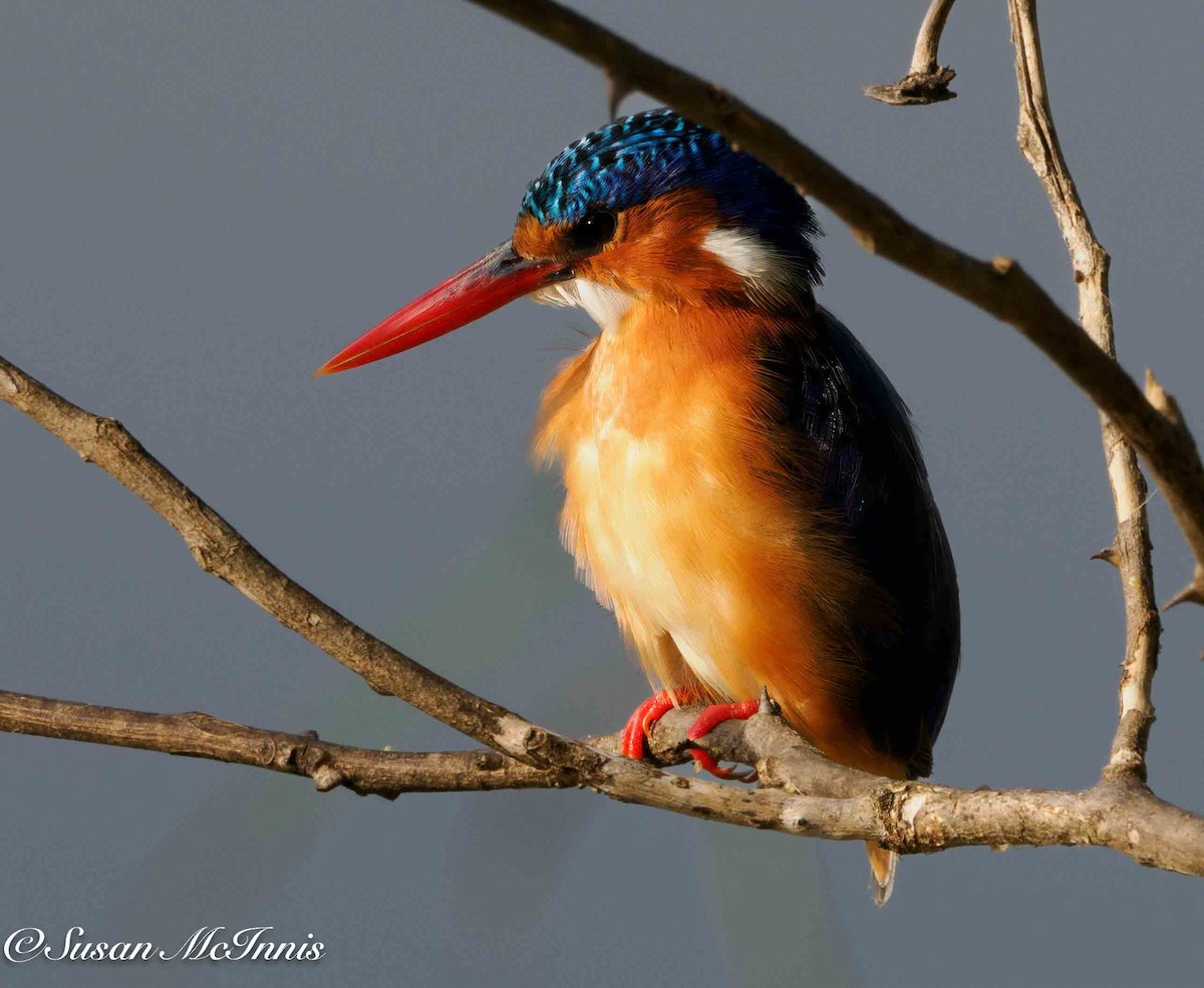 Malachite Kingfisher - ML636188295
