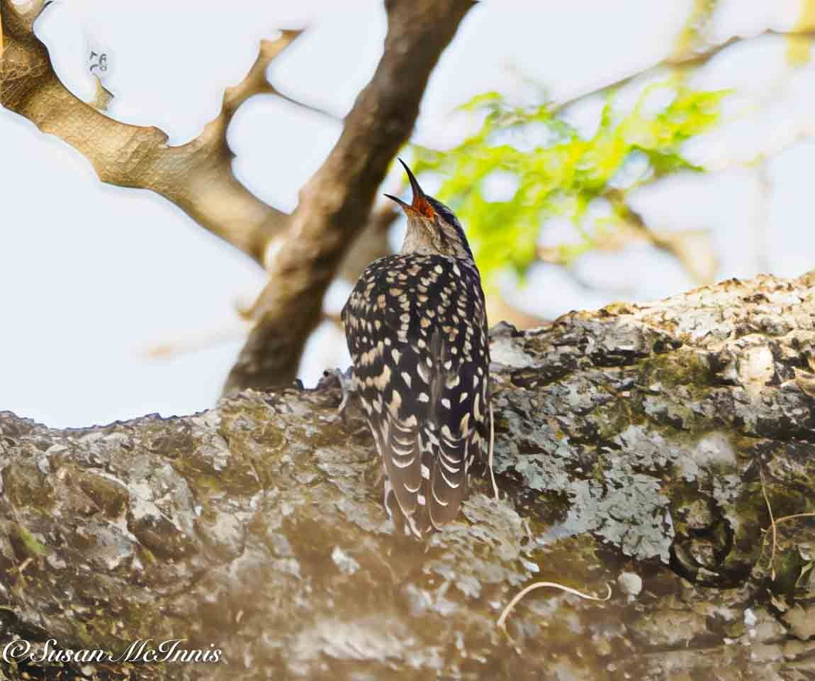 African Spotted Creeper - ML636188408