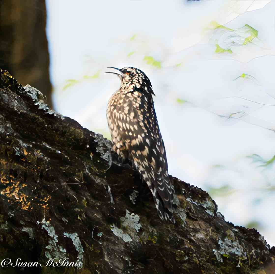African Spotted Creeper - ML636188421