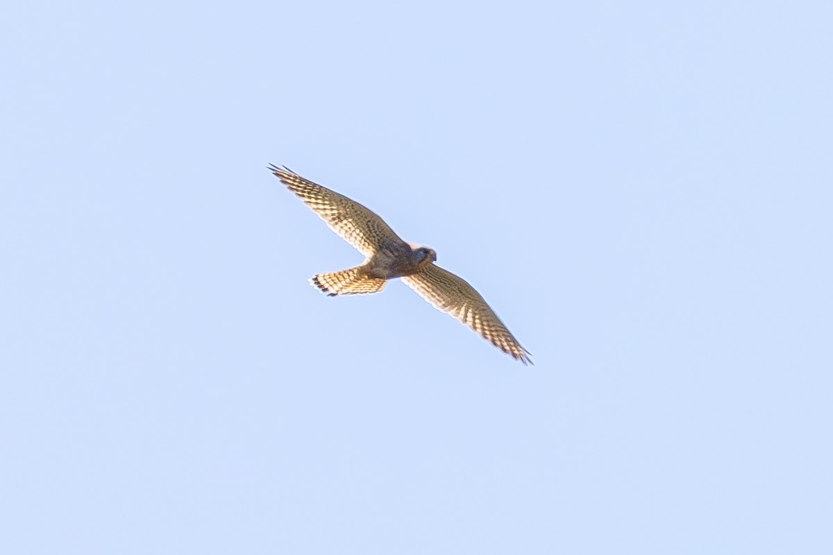 Eurasian Kestrel - ML636188432