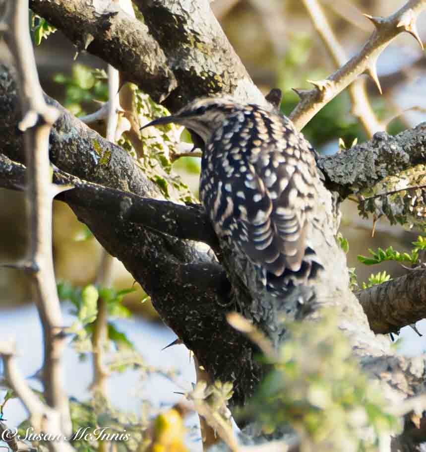 African Spotted Creeper - ML636188443