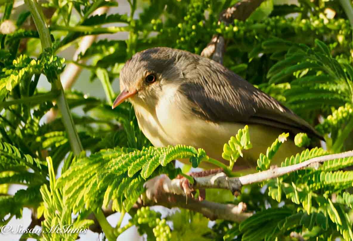 Buff-bellied Warbler - ML636188479