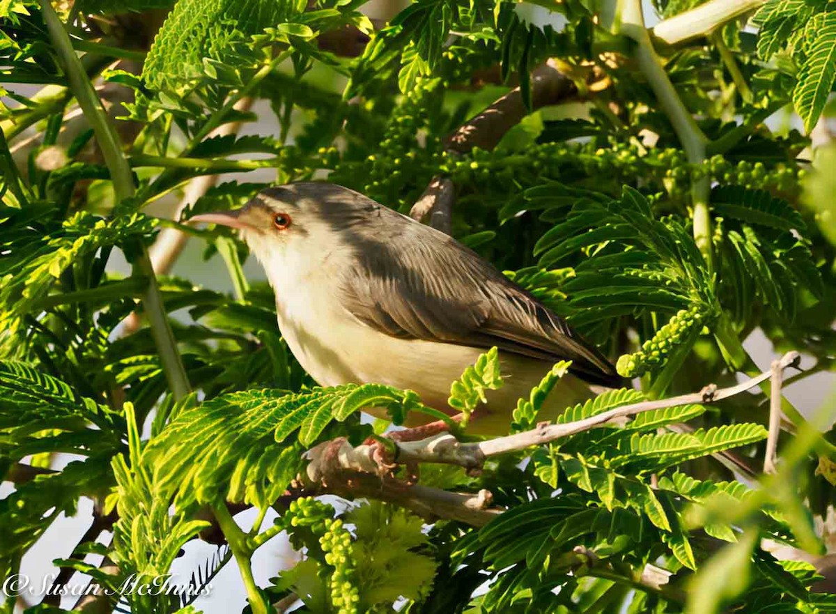 Buff-bellied Warbler - ML636188493