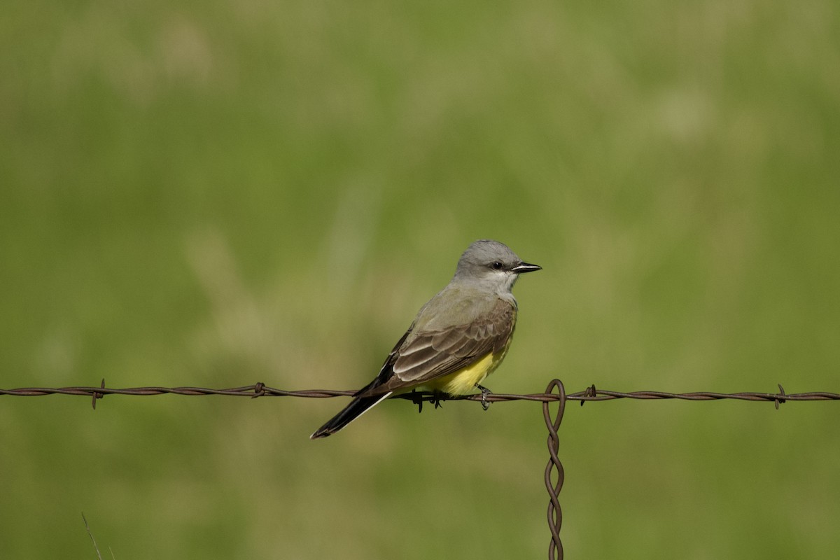 Schmalschnabel-Königstyrann - ML636188579