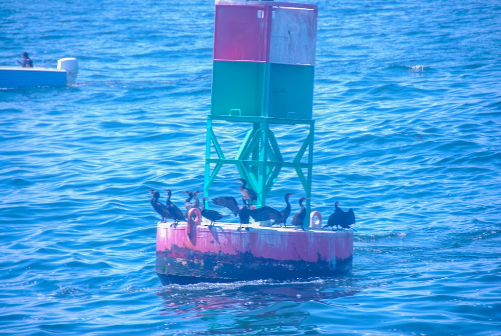 Double-crested Cormorant - ML636188675