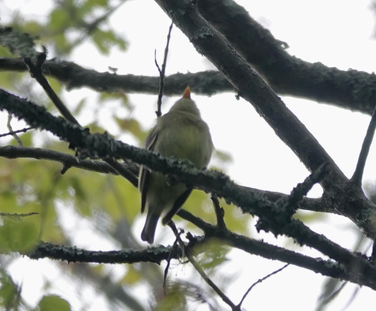 Yellow-bellied Flycatcher - ML636188723