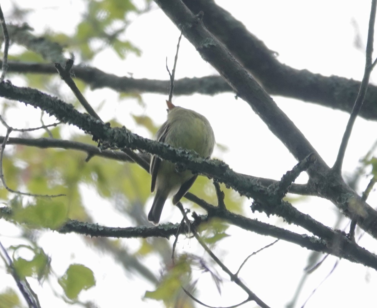 Yellow-bellied Flycatcher - ML636188724