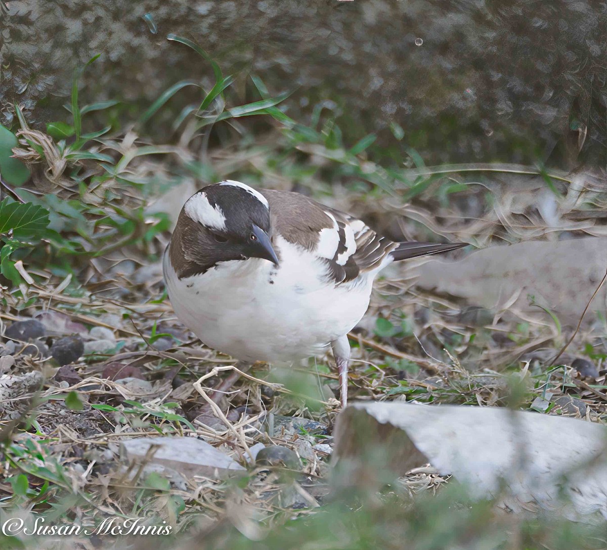 White-browed Sparrow-Weaver (Black-billed) - ML636188754