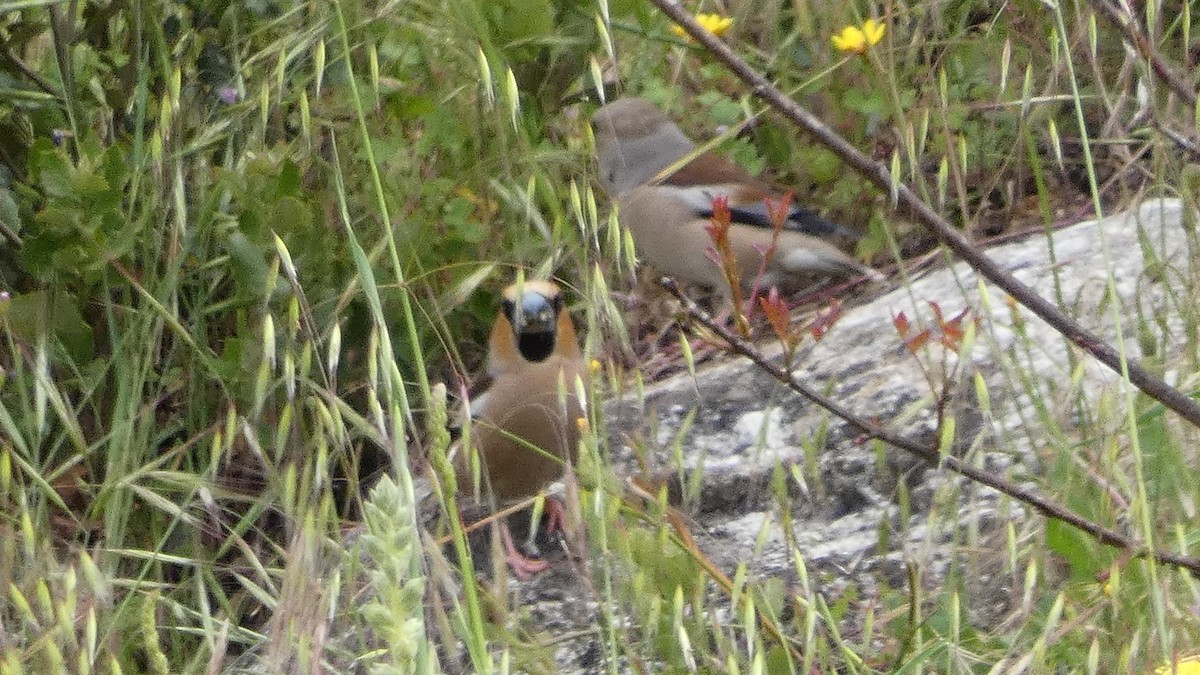 Hawfinch - ML636188779
