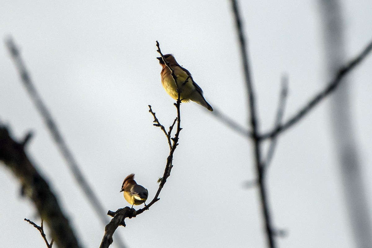 Cedar Waxwing - ML636188813
