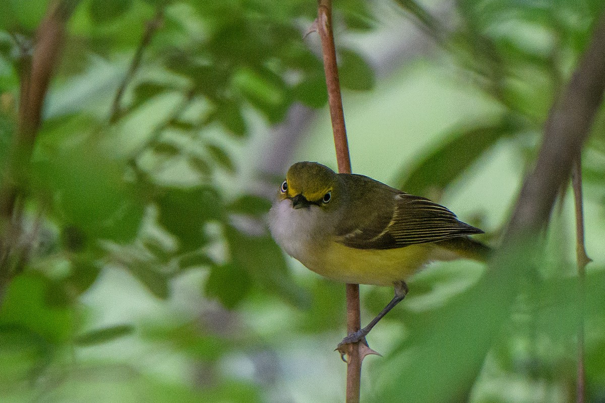 White-eyed Vireo - ML636188835