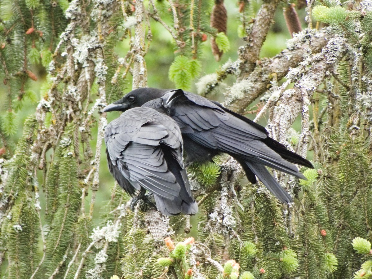 American Crow - ML636188862