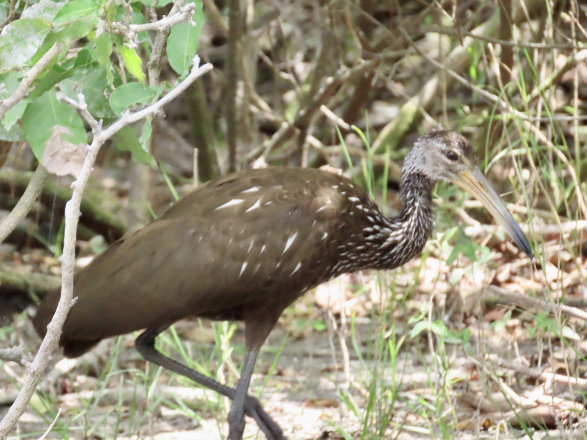 Limpkin - ML636188863