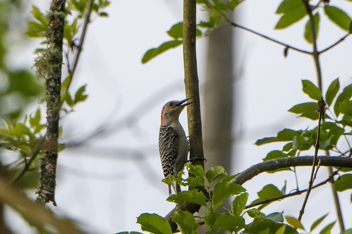 Red-bellied Woodpecker - ML636188893