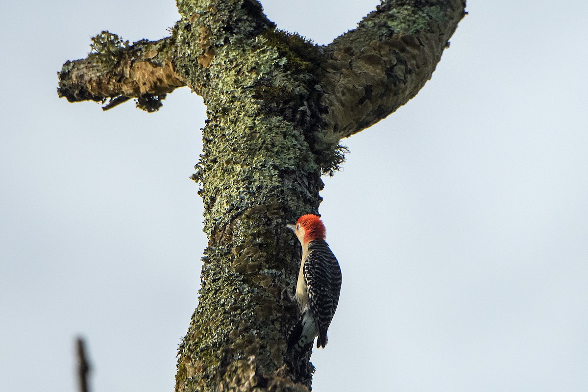 Red-bellied Woodpecker - ML636188918