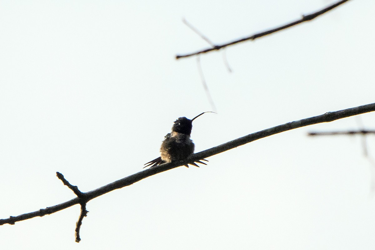 Ruby-throated Hummingbird - ML636188973