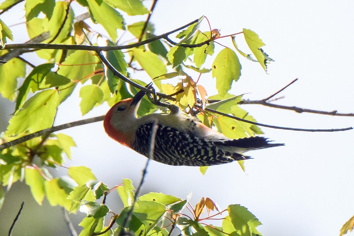 Red-bellied Woodpecker - ML636189016