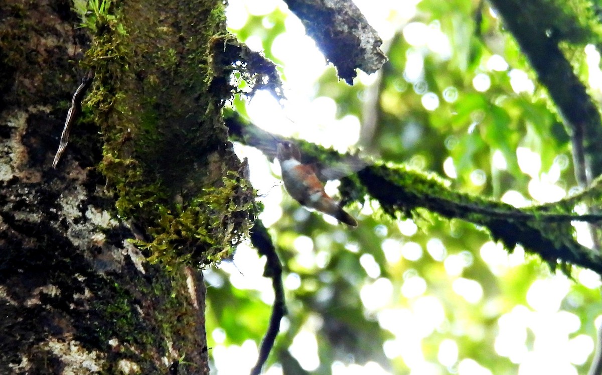 Glow-throated Hummingbird - ML636189246