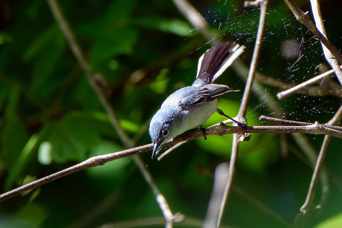 Blue-gray Gnatcatcher - ML636189321