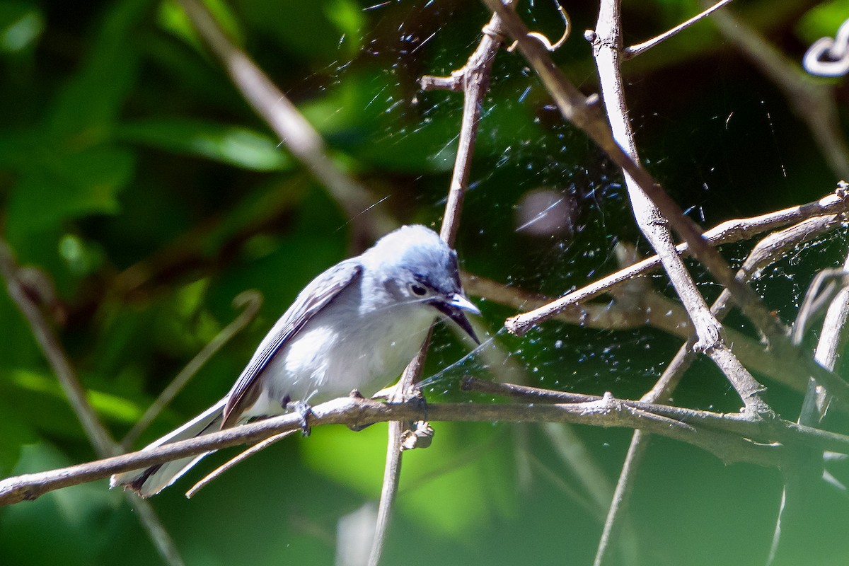 Blue-gray Gnatcatcher - ML636189322