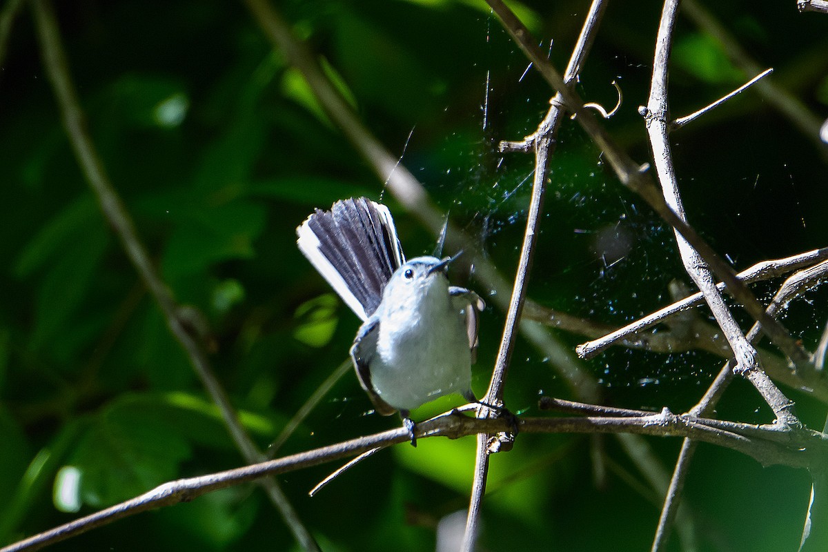 Blue-gray Gnatcatcher - ML636189323
