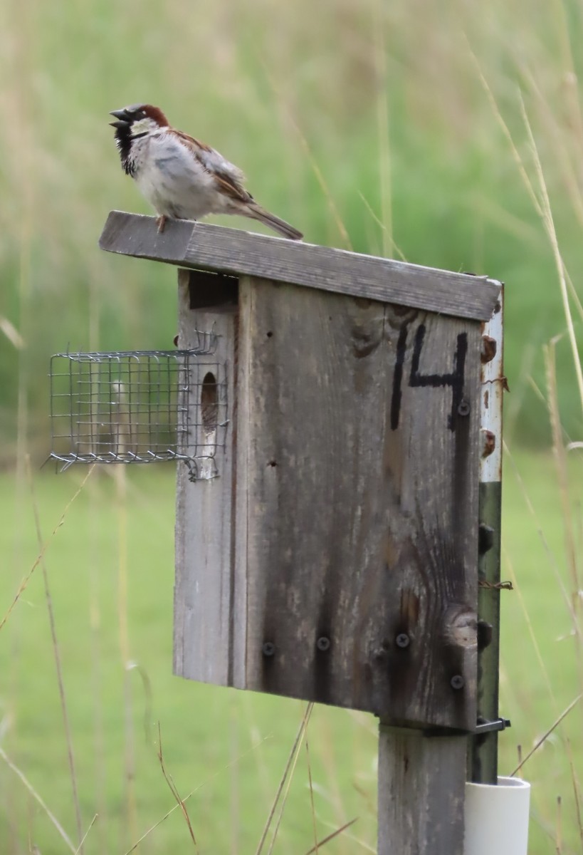 House Sparrow - ML636189623