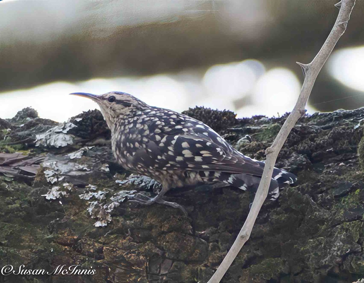 African Spotted Creeper - ML636189843