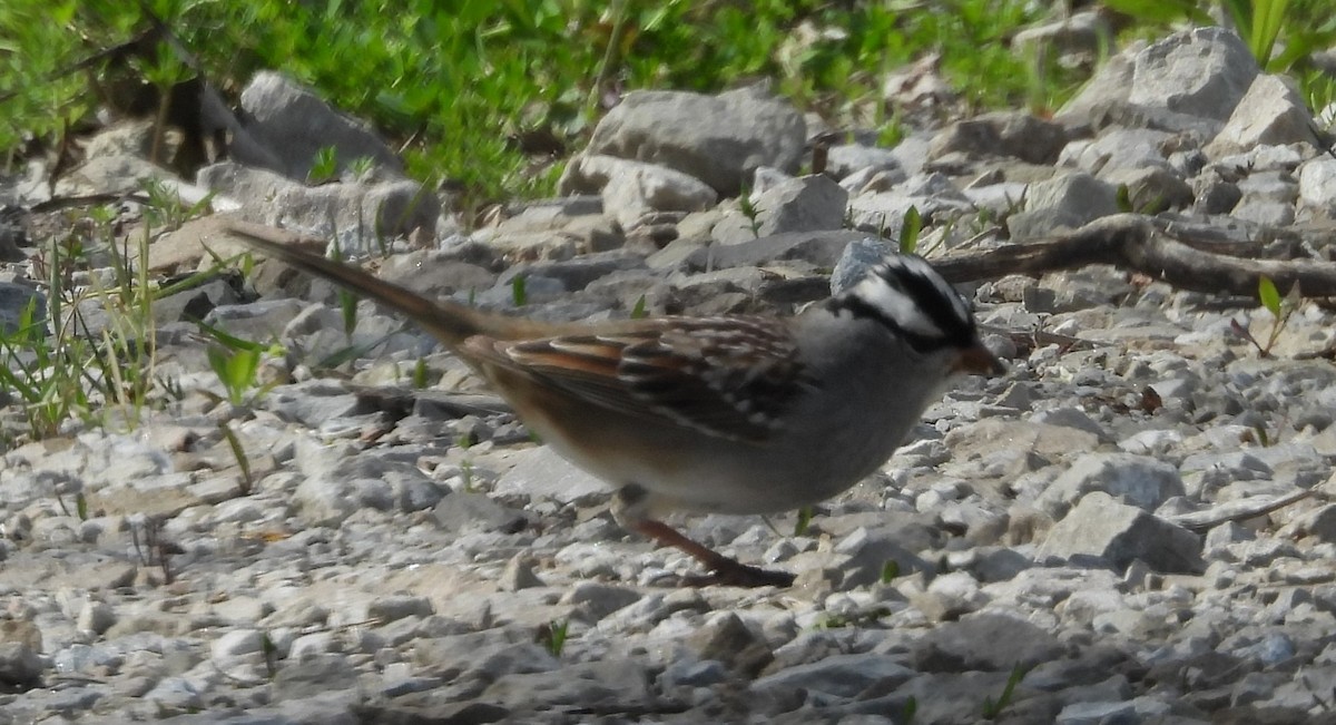 White-crowned Sparrow - ML636189884
