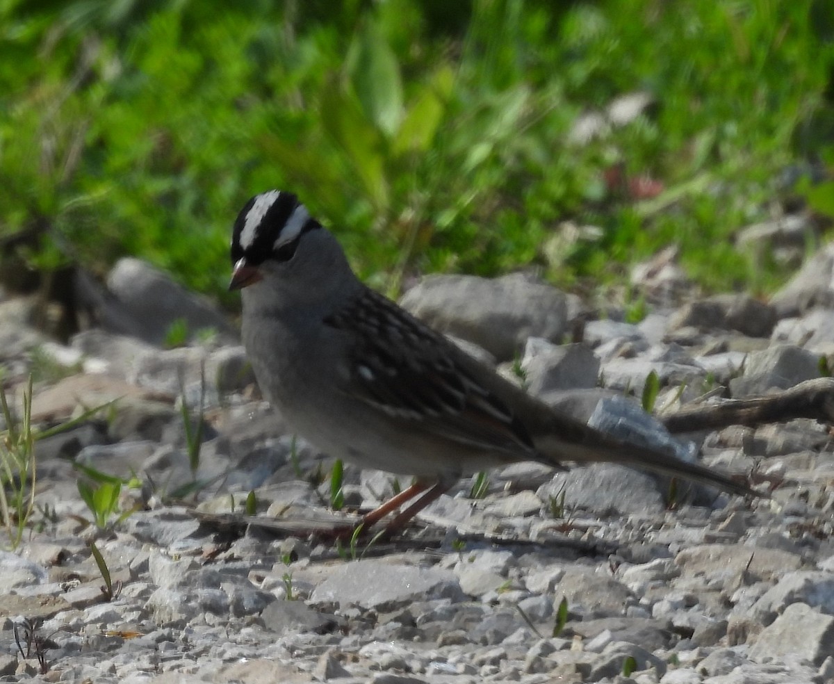 White-crowned Sparrow - ML636189885