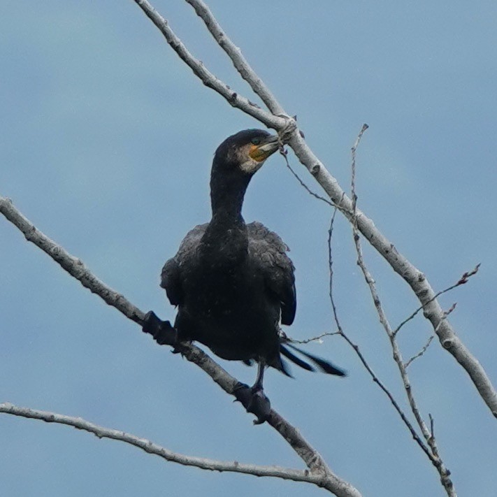 Great Cormorant - ML636189886