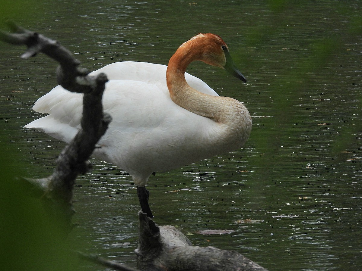 Trumpeter Swan - ML636189896