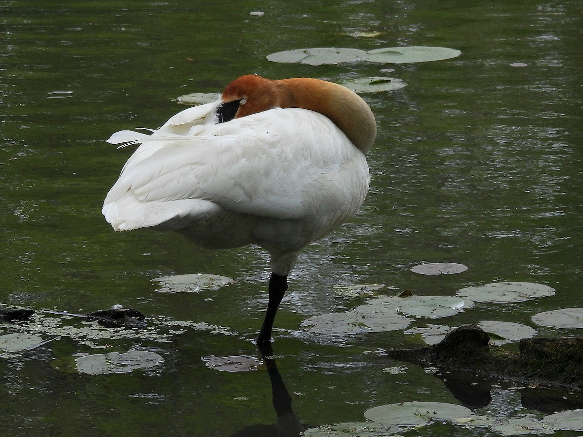 Trumpeter Swan - ML636189912