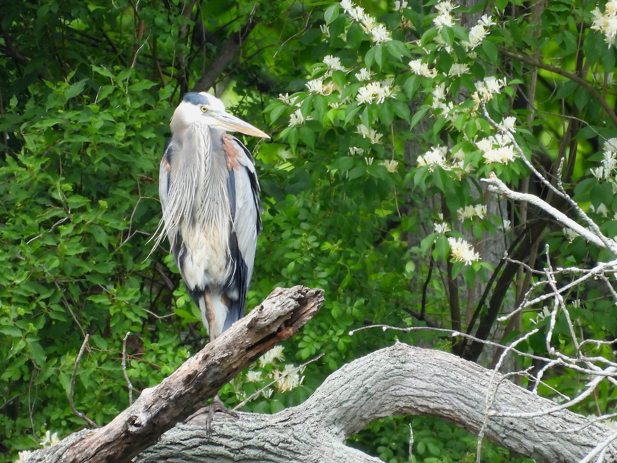 Great Blue Heron - ML636189967