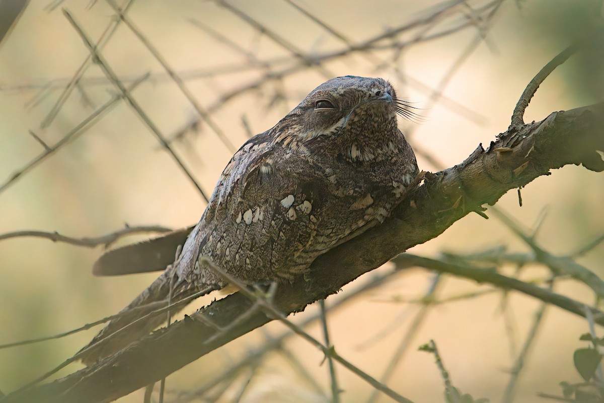 Eurasian Nightjar - ML636189977