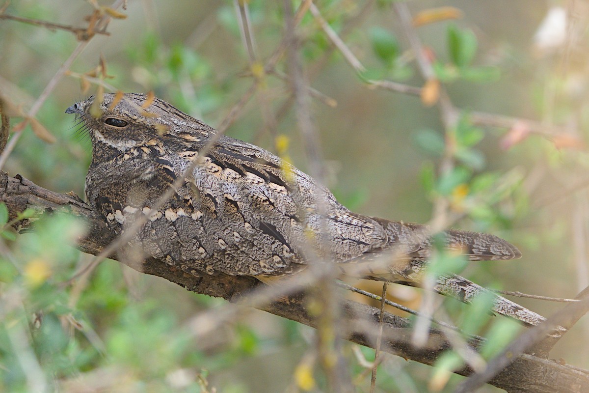 Eurasian Nightjar - ML636189978