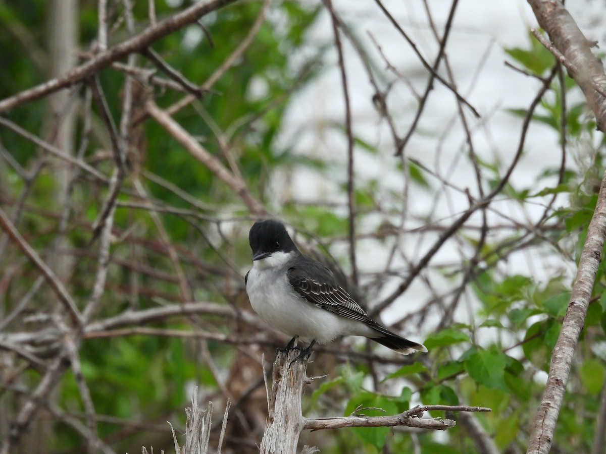 Eastern Kingbird - ML636189990