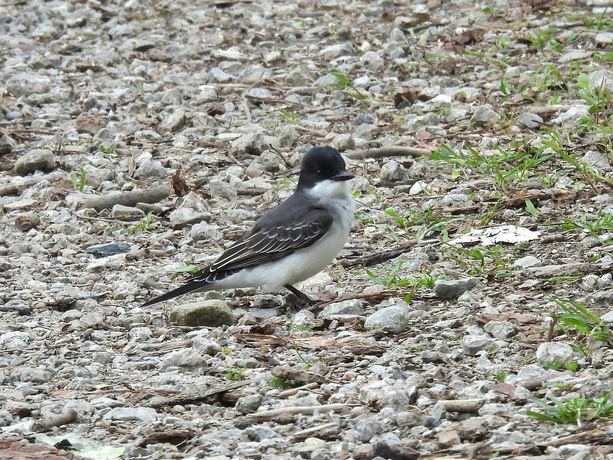Eastern Kingbird - ML636190000
