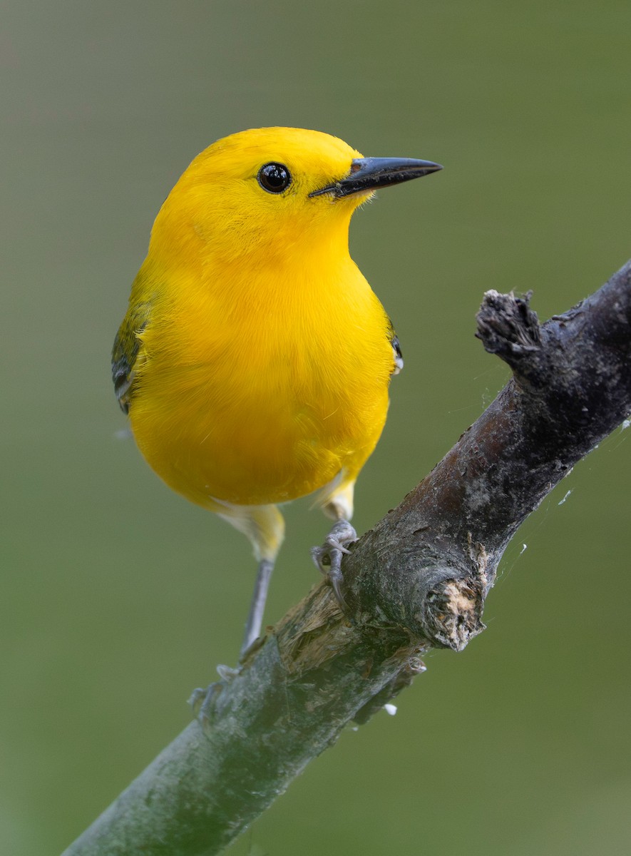 Prothonotary Warbler - ML636190057