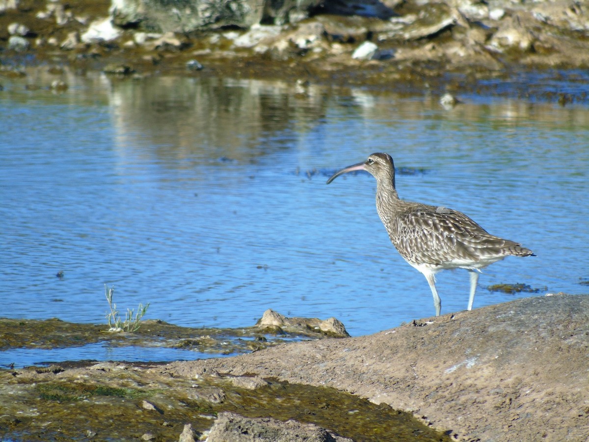 Whimbrel - ML63619011