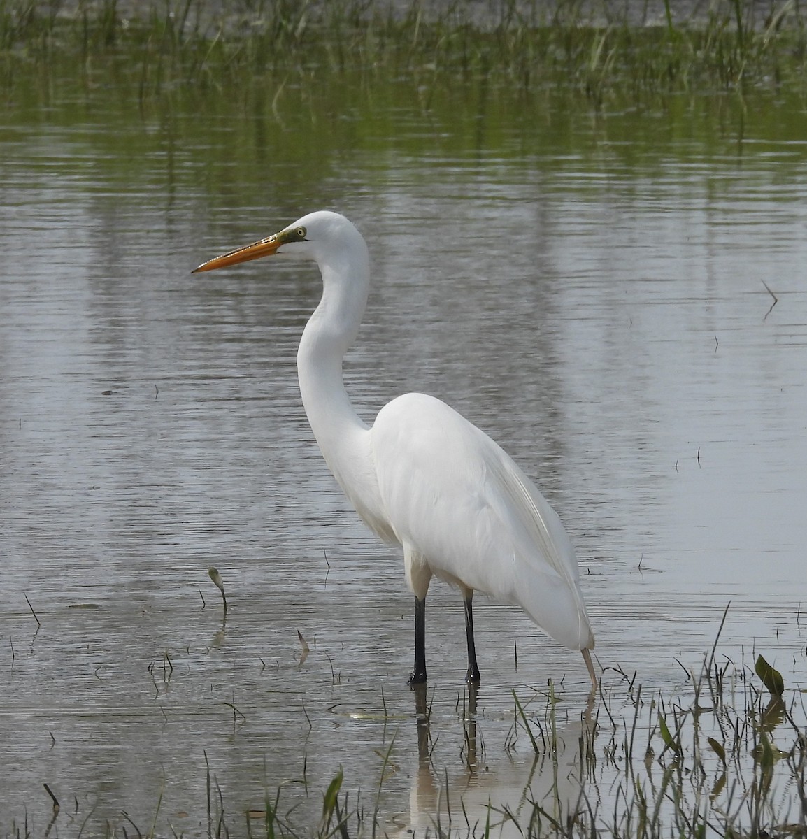 Great Egret - ML636190157