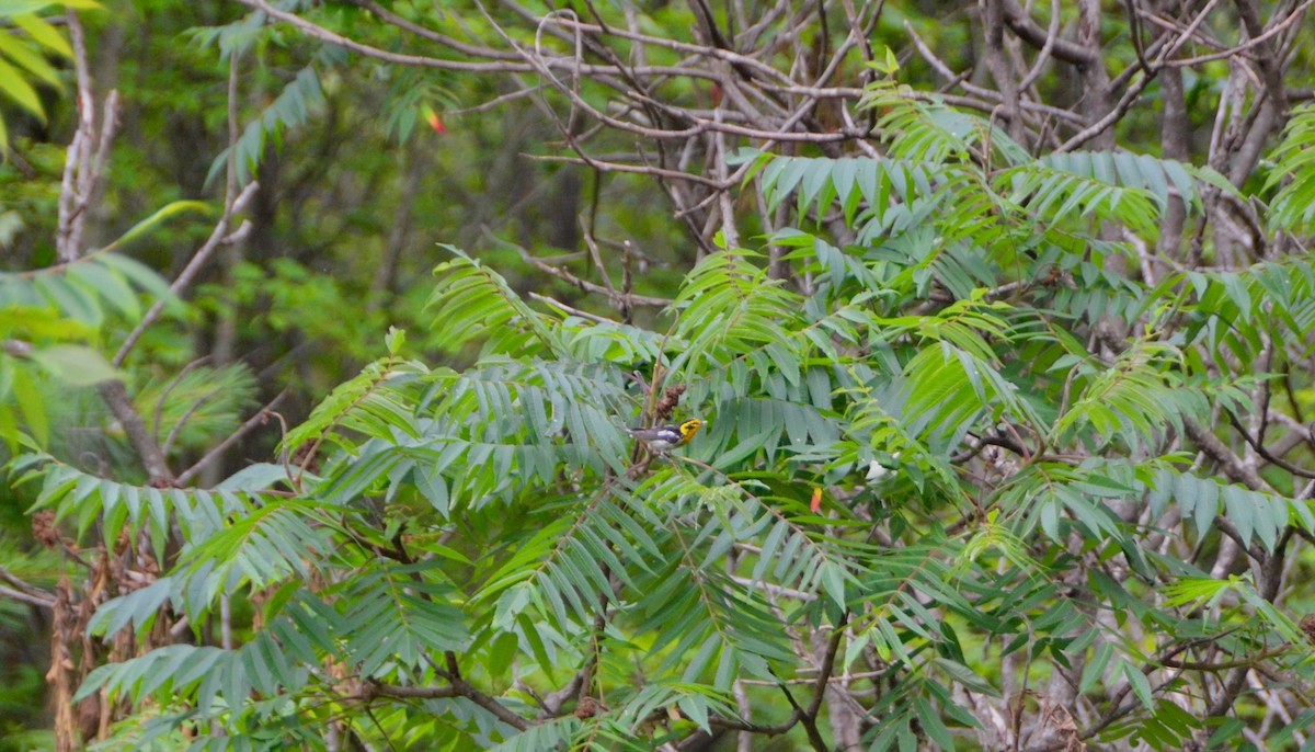 Blackburnian Warbler - ML63619021