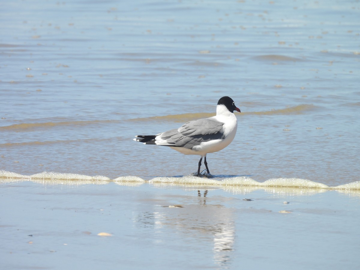 Mouette de Franklin - ML636190268