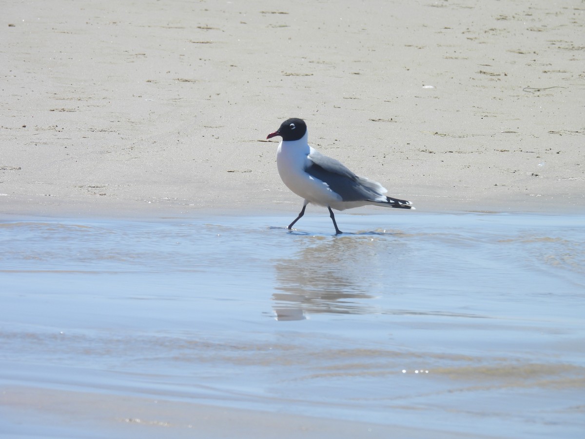 Mouette de Franklin - ML636190269