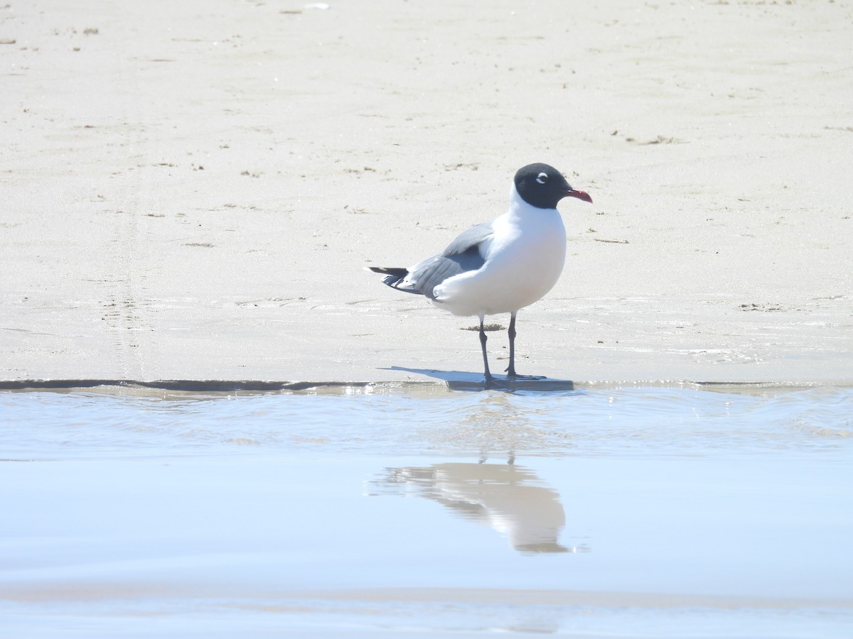 Mouette de Franklin - ML636190270