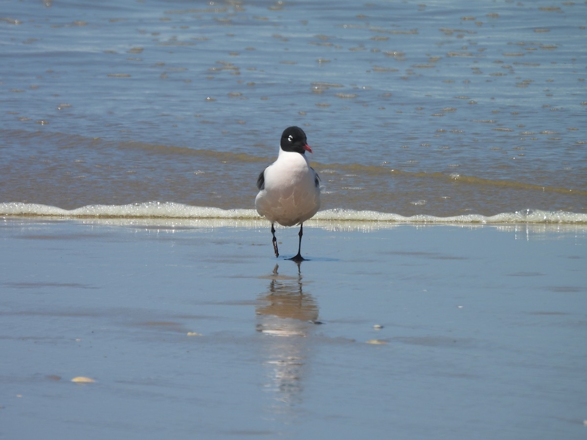 Mouette de Franklin - ML636190271